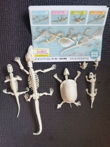 ポーズスケルトン　爬虫類　両生類 　リーメント　骨格　スカル　フィギュア