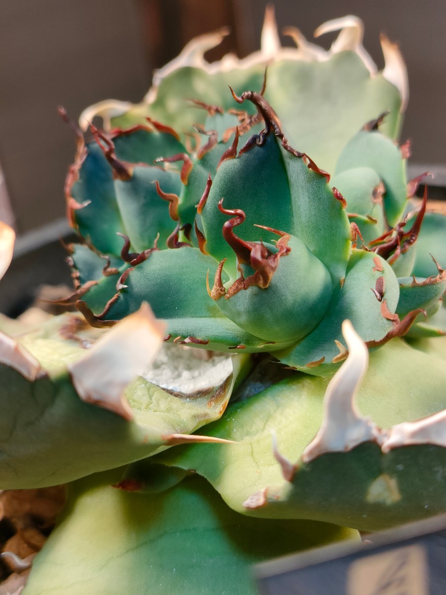 ヤフオク! -「cj-1」(観葉植物) の落札相場・落札価格