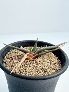 アロエ カルカイロフィラ Aloe calcairophila　抜き苗は送料込　子株つき マダガスカル原産 多肉植物　アロエ 小型希少種