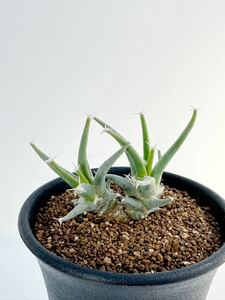 leuchtenbergia principis レウクテンベルギア　晃山　 ダブルヘッド 双頭 送料込　小型　美花サボテン　実生株 FN付　塊根サボテン 希少