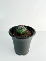 Thelocactus lloydii テロカクタス ロイディー 武者影 螺旋 赤棘 FN付き輸入種子 実生選別株　鶴巣丸　紅鷹　綾波　獅子頭　送料込_画像5