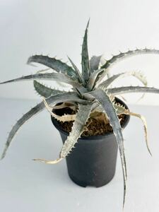 ディッキア ゴエリンギー 交配種 Dyckia goehringii hyb 抜き苗は送料込　ブラジル原産 屋外可能 多肉植物　美株　シルバーリーフ