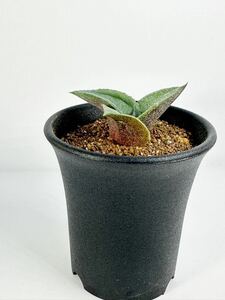 アガベ マルモラータ パピリオ プラタノイデス Agave marmorata 'Papilio Platanoides' EU株 発根済み　抜き苗は送料込◎検 チタノタ