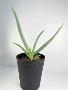 Aloe teissieri マダガスカル原産　希少種 アロエ 実生選別株 絶滅危惧種　青白肌　肉厚葉　抜き苗は送料込み　多肉植物