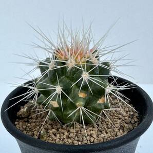 エキノカクタス　白刺金鯱 Cactaceae Echinocactus grusonii 実生苗　金鯱の白刺　抜き苗での発送　選別株　サボテン　ガーデニング