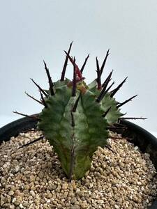ユーフォルビア　ホリダ　マジョール　Euphorbia horrida major アフリカ原産 強刺選別株　抜き苗での発送　多肉植物 ユーフォ