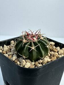 Echinocactus texensis　エキノカクタス　綾波　サボテン 実生株　抜き苗は送料込　赤刺　強刺　テキサス原産