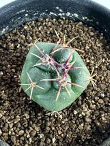 Thelocactus lloydii テロカクタス ロイディー 武者影 螺旋 赤棘 FN付き輸入種子 実生選別株　鶴巣丸　紅鷹　綾波　獅子頭　送料込_画像3