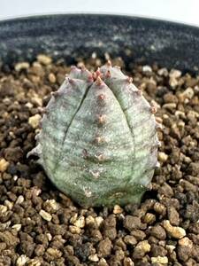 Euphorbia jansenvillensisユーフォルビア ヤンセンビレンシス　輸入株　南アフリカJansenville原産　希少　抜き苗は送料込