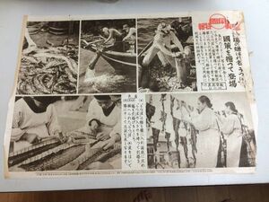 ●K12A●袋B●同盟写真特報●1478号3●昭和16年7月21日●漁場の嫌われ者うつぼ・国策をつて登場●太平洋戦争戦時中壁新聞●