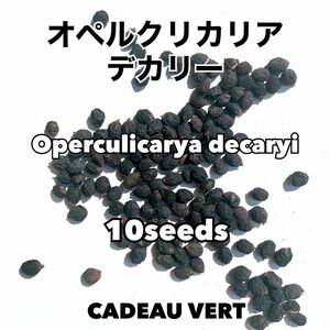 Operculicarya★ オペルクリカリア デカリー 種子10粒