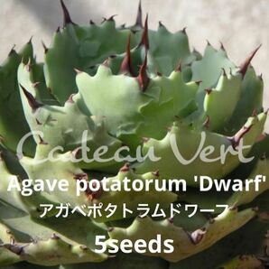 Potatorum 'Dwarf'☆アガベ ポタトラム ドワーフ種子5粒