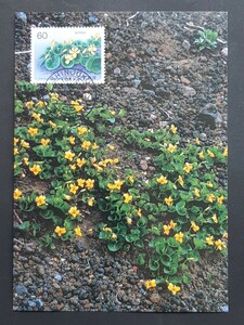 マキシマムカード　高山植物シリーズ　　タカネスミレ