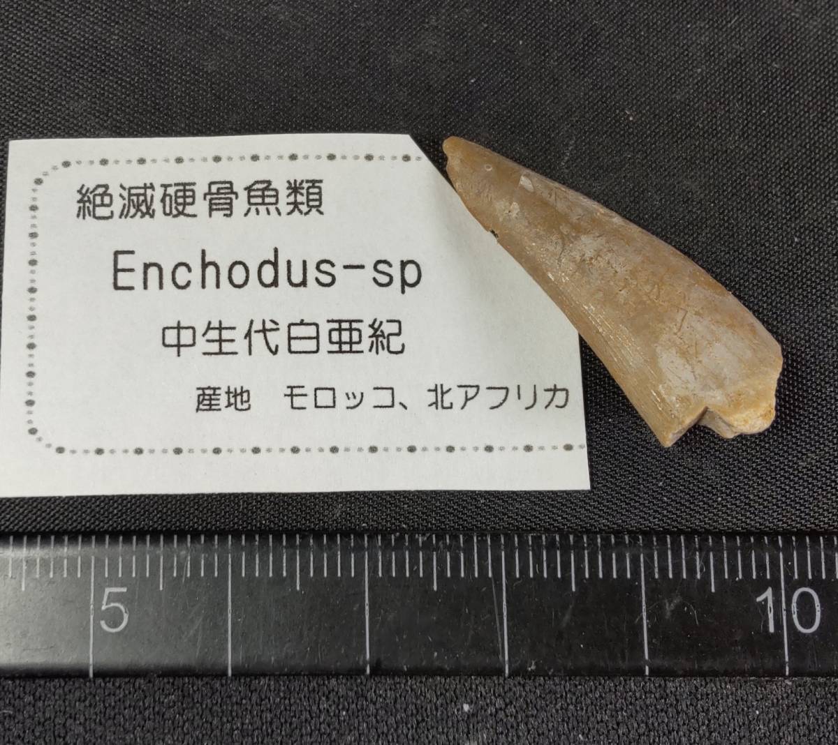 硬骨魚の値段と価格推移は?|7件の売買データから硬骨魚の価値が