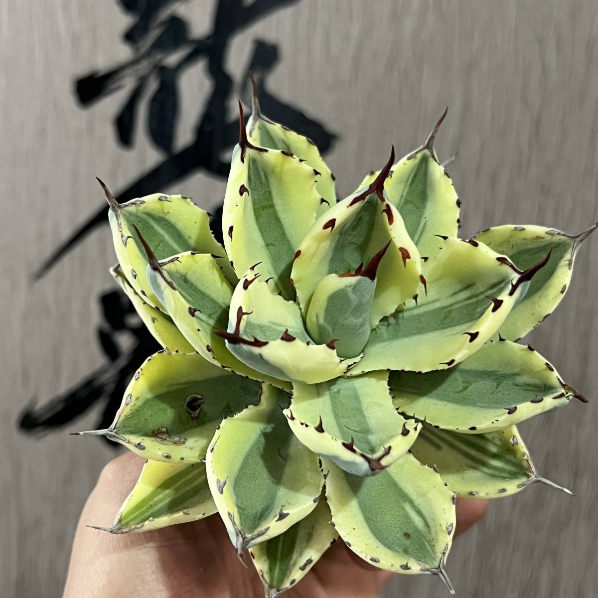 ヤフオク! -「吉祥冠 スーパークラウン」の落札相場・落札価格