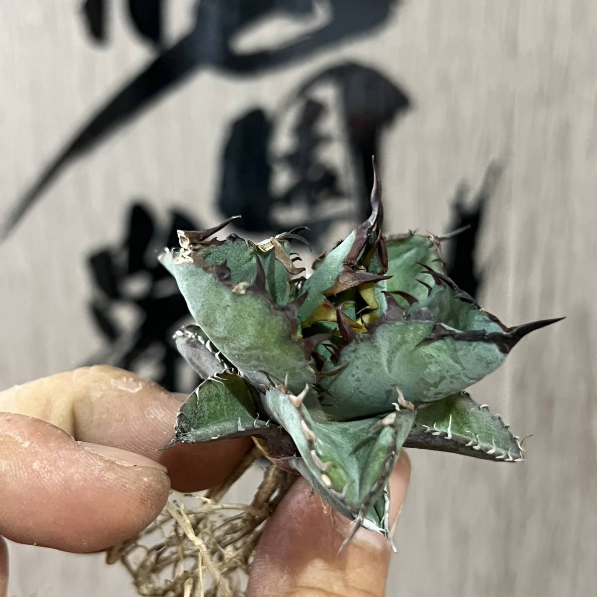 ヤフオク! -アガベ チタノタ ブラックアンドブルーの中古品・新品・未