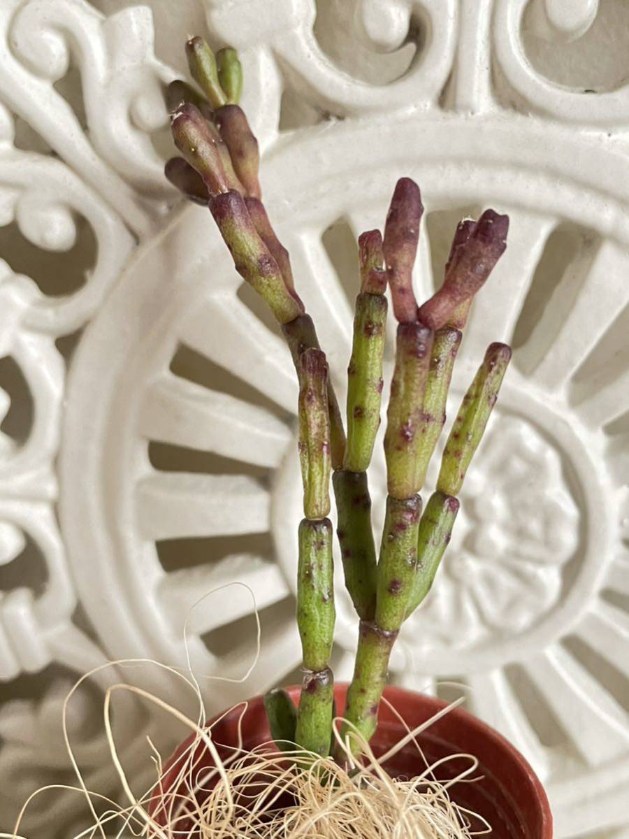 ヤフオク! -多肉植物リプサリス(花、園芸)の中古品・新品・未使用品一覧