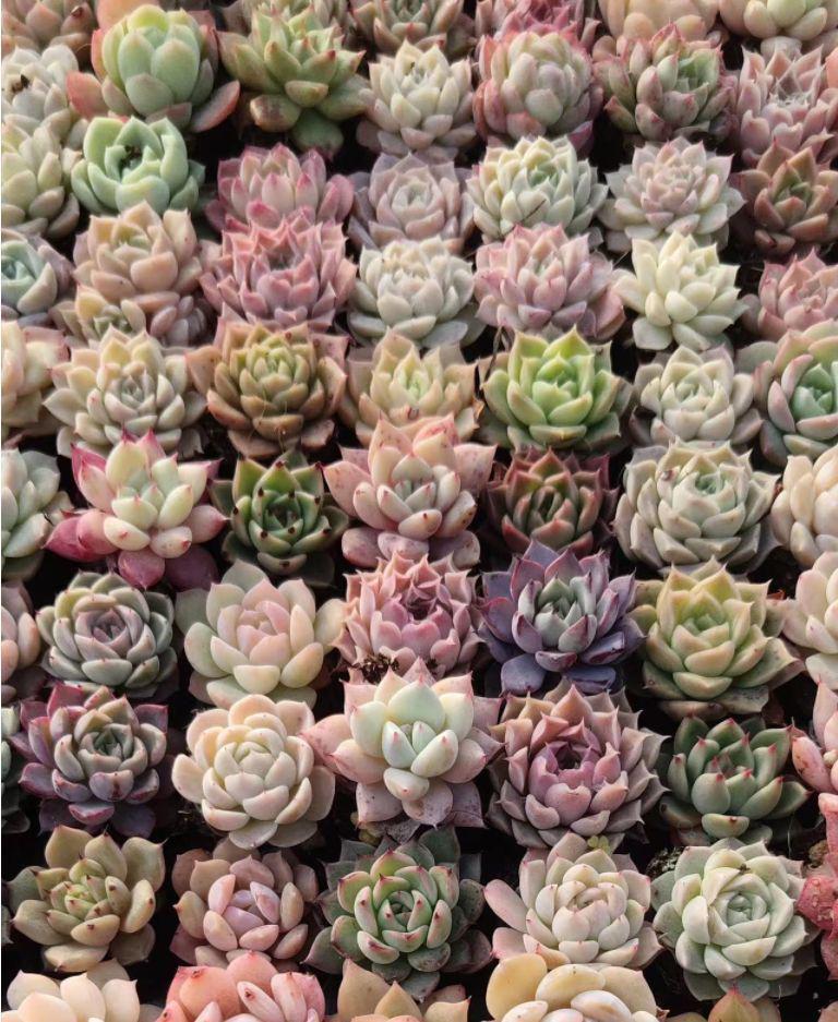 ヤフオク! -多肉 韓国苗の中古品・新品・未使用品一覧 ヤフオク! -多肉 韓国苗の中古品・新品・未使用品一覧