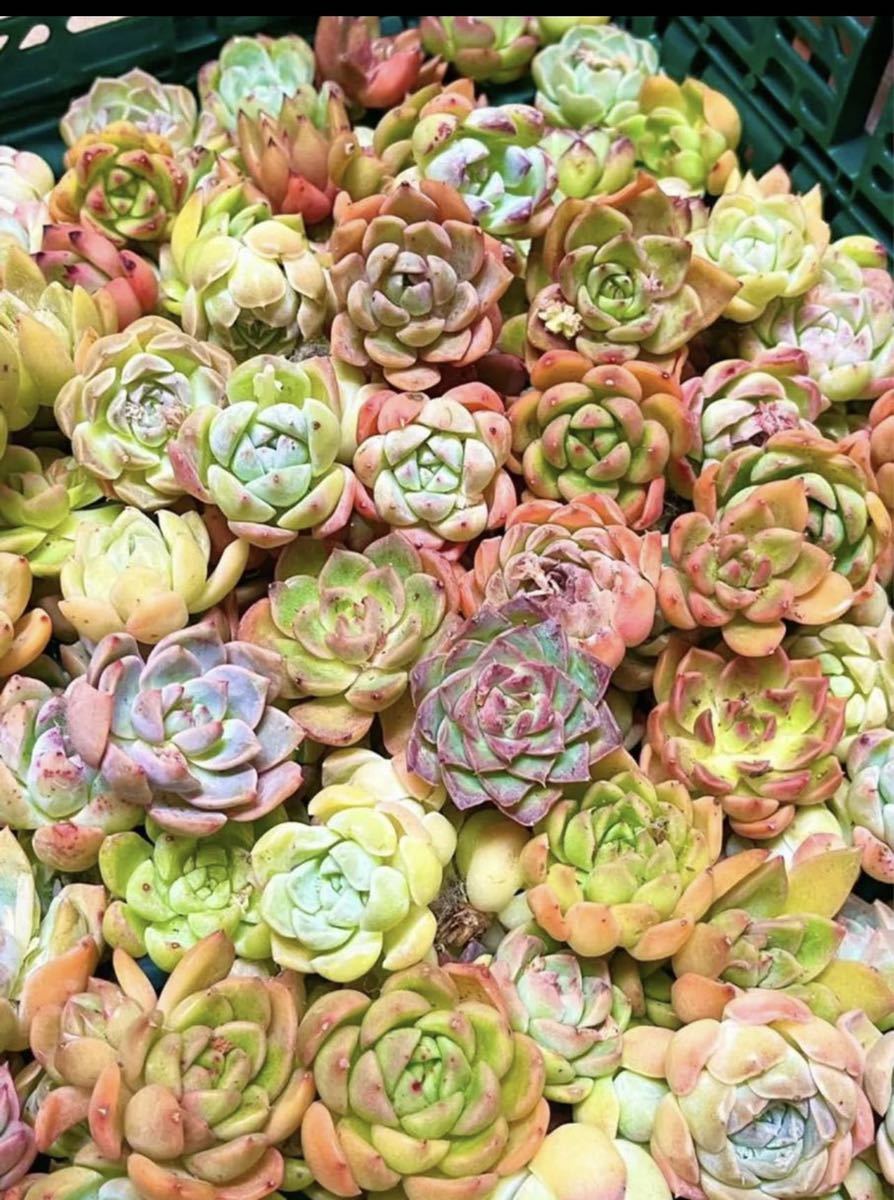 ヤフオク! -多肉植物 韓国苗(サボテン)の中古品・新品・未使用品一覧 ヤフオク! -多肉植物 韓国苗(サボテン)の中古品・新品・未使用品一覧