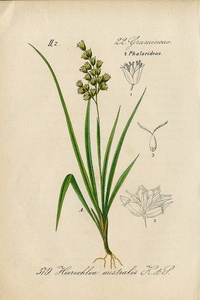 1884年 ドイツの植物 多色石版画 イネ科 コウボウ属 スズメノテッポウ属 ネズミノオ属 トキンガヤ属など5枚 ホガクレシバ