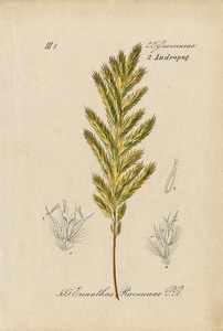 1884年 ドイツの植物 多色石版画 イネ科 セイバンモロコシ オニメヒシバ メヒシバなど5枚