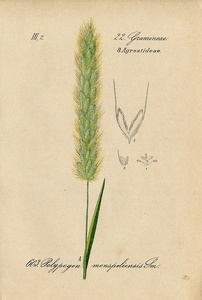 1884年 ドイツの植物 多色石版画 イネ科 ハマヒエガエリ ヌカボガエリ コヌカグサ イトコヌカグサ ヒメヌカボ 5枚