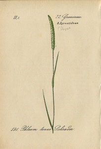 1884年 ドイツの植物 多色石版画 イネ科 アワガエリ属 Phleum 5枚 イタリアンティモシー オオアワガエリ