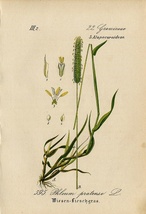 1884年 ドイツの植物 多色石版画 イネ科 アワガエリ属 Phleum 5枚 イタリアンティモシー オオアワガエリ_画像9