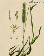 1884年 ドイツの植物 多色石版画 イネ科 アワガエリ属 Phleum 5枚 イタリアンティモシー オオアワガエリ_画像10