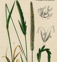 1884年 ドイツの植物 多色石版画 イネ科 アワガエリ属 Phleum 5枚 イタリアンティモシー オオアワガエリ_画像8