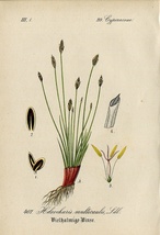 1880年 ドイツの植物 多色石版画 カヤツリグサ科 ハリイ属 Heleocharis クロヌマハリイ マルホハリイ シログワイ マツバイ 6枚_画像5