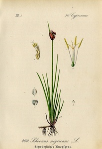 1880年 ドイツの植物 多色石版画 カヤツリグサ科 カヤツリグサ属 ノグサ属 Schoenus 3枚