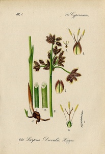 1880年 ドイツの植物 多色石版画 カヤツリグサ科 フトイ属 スキルポイデス属など5枚 Scirpus サンカクイ イヌフトイ