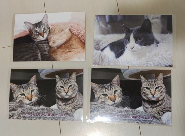 猫 ポストカード 4枚セット