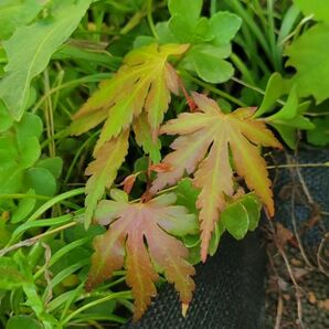 紅葉 幼苗 抜き苗