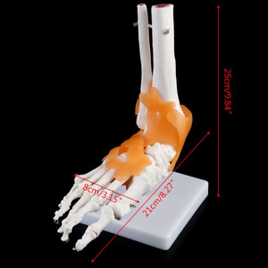 新品$ 足首靭帯骨模型 解剖学的に教育