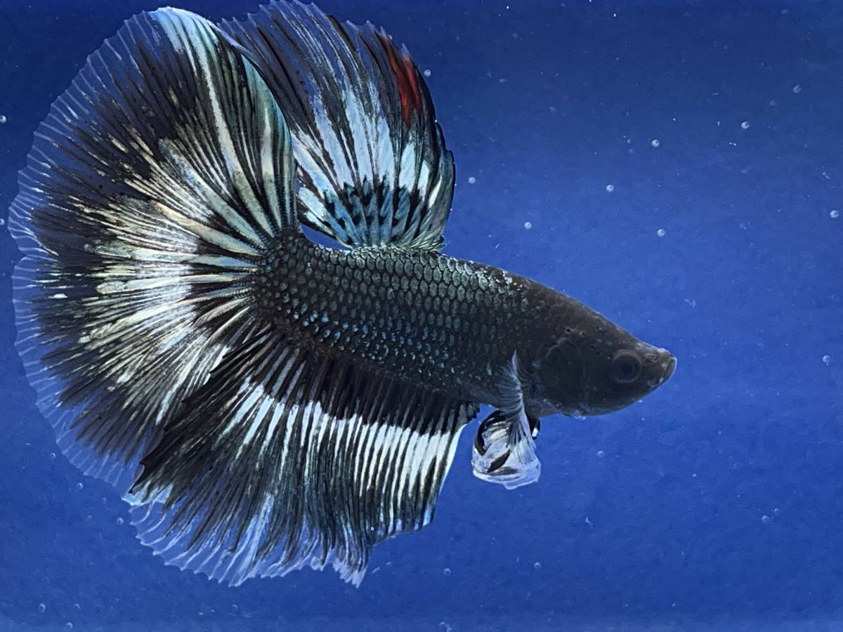 ヤフオク! -「(幻 レア)」(熱帯魚) (魚類、水生生物)の落札相場・落札価格 ヤフオク! -「(幻 レア)」(熱帯魚) (魚類、水生生物)の落札相場・落札価格