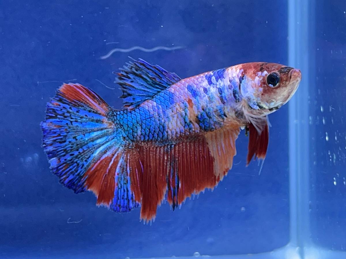 ヤフオク! -「(レア 希少)」(熱帯魚) (魚類、水生生物)の落札相場 ヤフオク! -「(レア 希少)」(熱帯魚) (魚類、水生生物)の落札相場