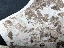 大量死した三尾蜉蝣・3・177g（中国産化石標本）_画像7
