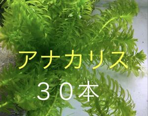 無農薬アナカリス30本