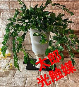 Art hand Auction Fotocatalizador artificial planta de interior pared verde flor falsa pothos hecho a mano aj, Accesorios de interior, ornamento, otros