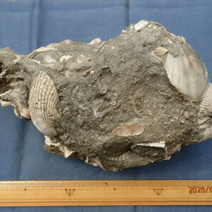 〇化石標本 ナガサルボウガイ (母岩付き)の画像3