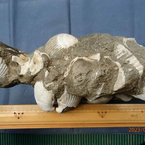 〇化石標本 ナガサルボウガイ (母岩付き)の画像5