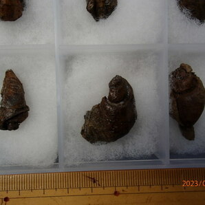 〇化石標本 白亜紀のタニシ(12個1セット)の画像3