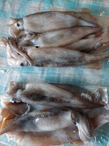 小小スルメイカ21~25匹1kg 2160円即決