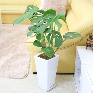  decorative plant monstera 7 number square ceramics pot strut earth. surface is wood chip free shipping 