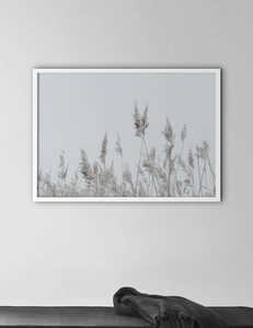NOUROM | REEDS, DENMARK | アートプリント/ポスター (50x70cm)