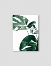 NOUROM | MONSTERA #1 | アートプリント/ポスター (50x70cm)【北欧 シンプル ミニマル インテリア おしゃれ】_画像1