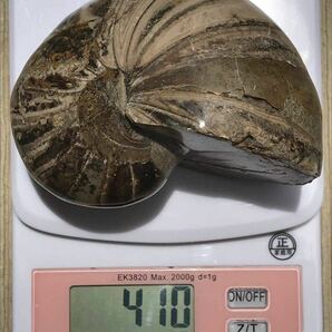 マダガスカル産オウムガイノーチラス・アンモナイト化石約9.7cm 総重量410g 研磨個体 の画像3