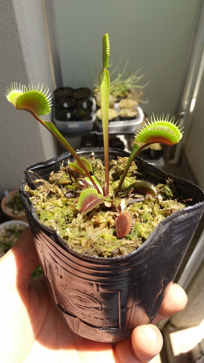 Dionaea muscipula Wine Mouth GC ディオネアマスシプラ ワインマウス